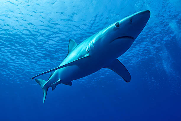 Website of Blue Shark Pictures